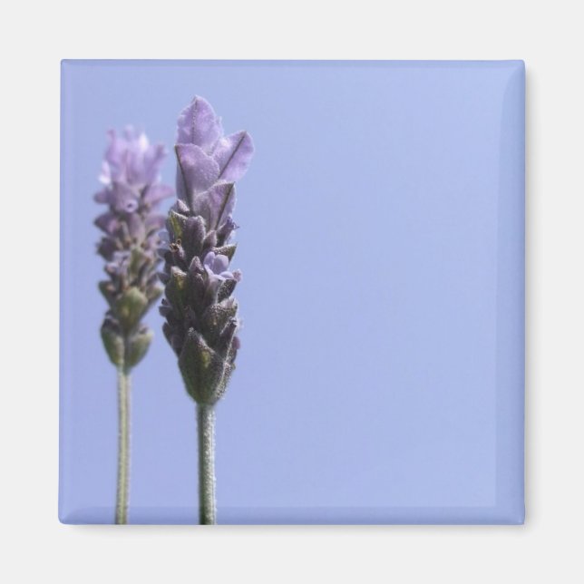 Imán Lavendar Magnet (Frente)