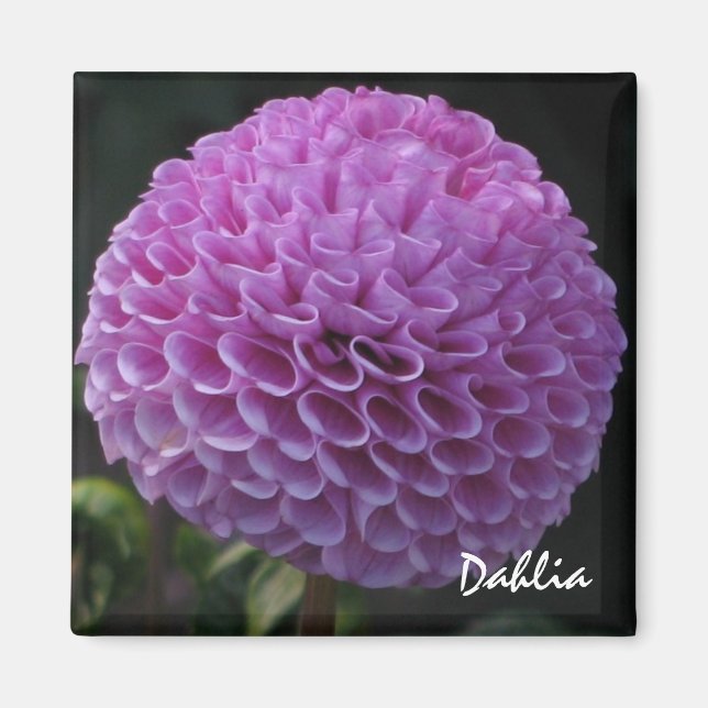 Imán Lavender Dahlia Magnet (Frente)