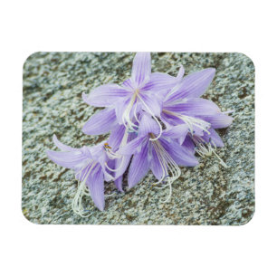 Imán lavender hosta flowers in full bloom