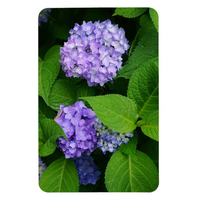 Imán Lavender Hydrangea (Vertical)