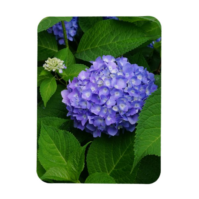 Imán Lavender Hydrangea (Vertical)