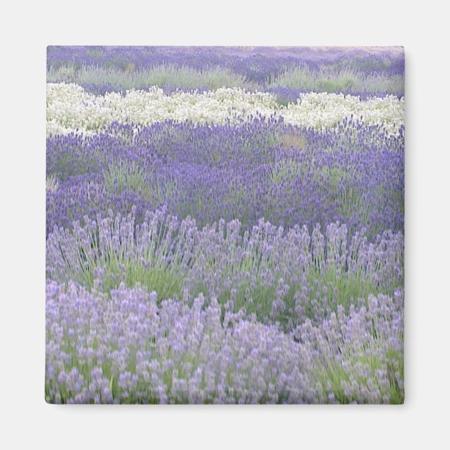 Imán Lavender Magnet (Frente)