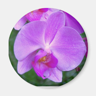 Imán Lavender Phalaenopsis Orquídea