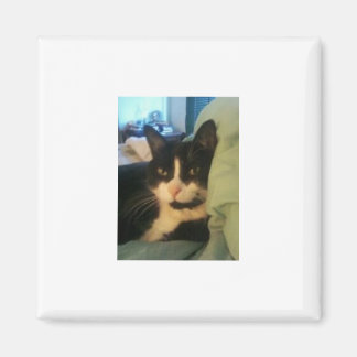 Imán Lazey Cat Magnet