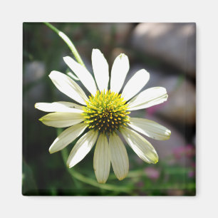 Imán Lazy Daisy Summer Day Magnet
