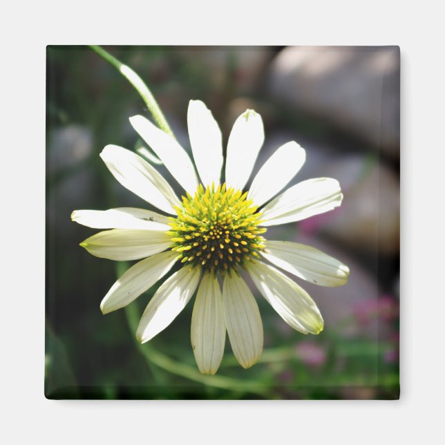 Imán Lazy Daisy Summer Day Magnet (Frente)