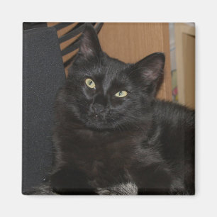 Imán Lazy Ranger Cat Magnet