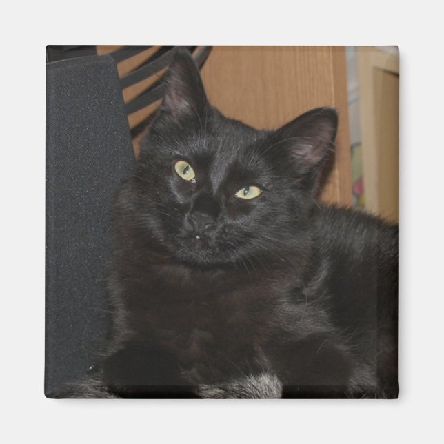 Imán Lazy Ranger Cat Magnet (Frente)