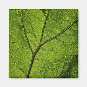 Imán Leaf. Butterbur verde