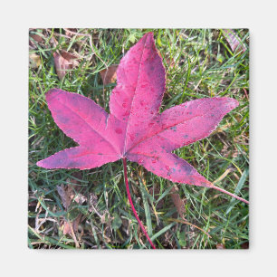 Imán Leaf Rojo