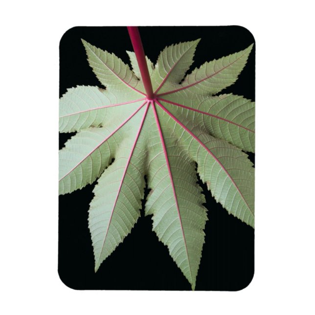 Imán Leaf y Stem (Vertical)