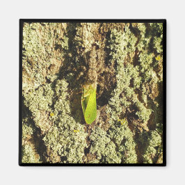 Imán - Leafhopper Capturado