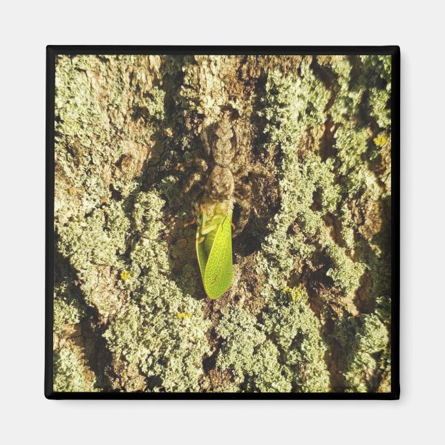 Imán - Leafhopper Capturado (Frente)