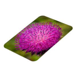 Imán Leche con el cardo cerrado