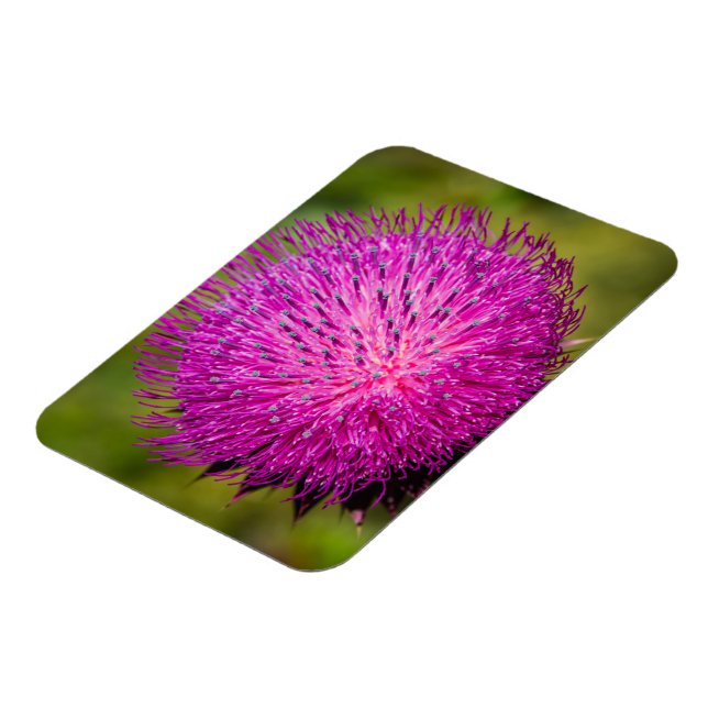 Imán Leche con el cardo cerrado (Lado Izquierdo)