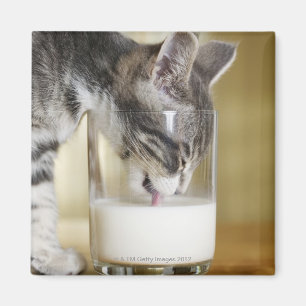 Imán Leche de consumo del gatito del vidrio