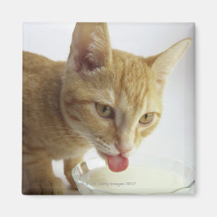 Imán Leche de consumo del gato