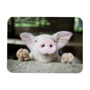 Imán Lechón en la pluma, cochinillo