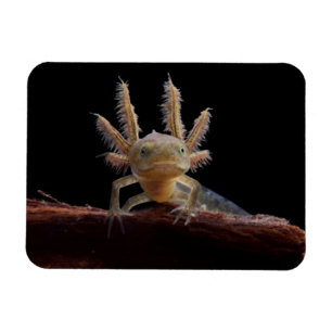 Imán Lechuga cebada