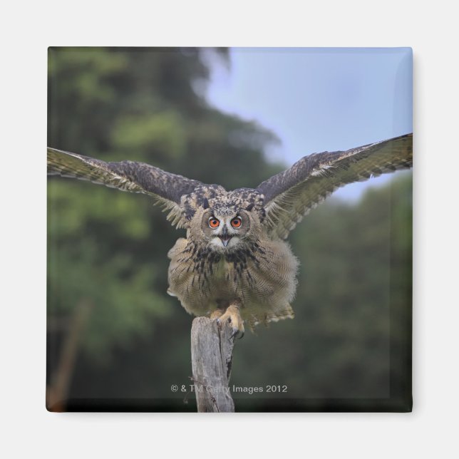 Imán Lechuza águila (Bubo bubo) (Frente)