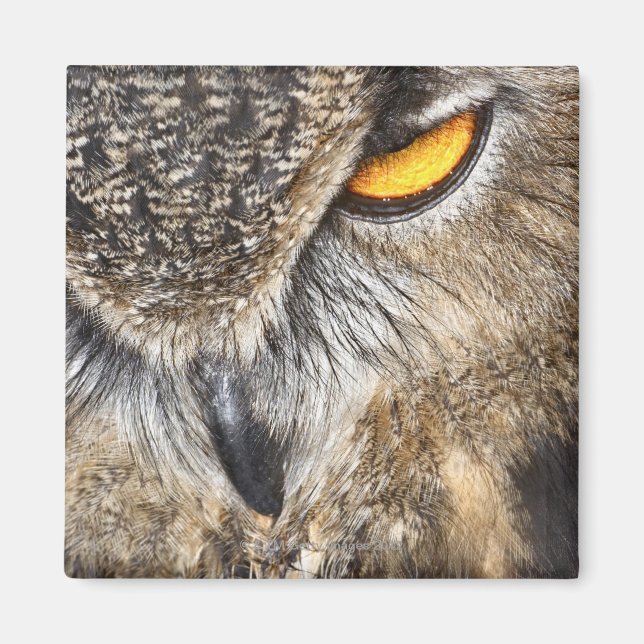 Imán Lechuza águila euroasiática (Bubo bubo) (Frente)