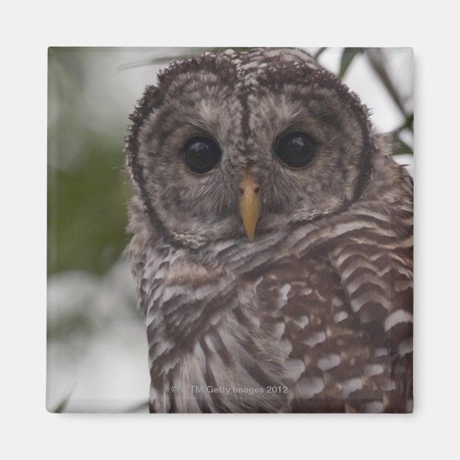 Imán Lechuza Barred Juvenil (Strix varia) (Frente)