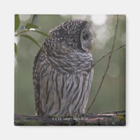 Lechuza Barred Juvenil (Strix varia) 2