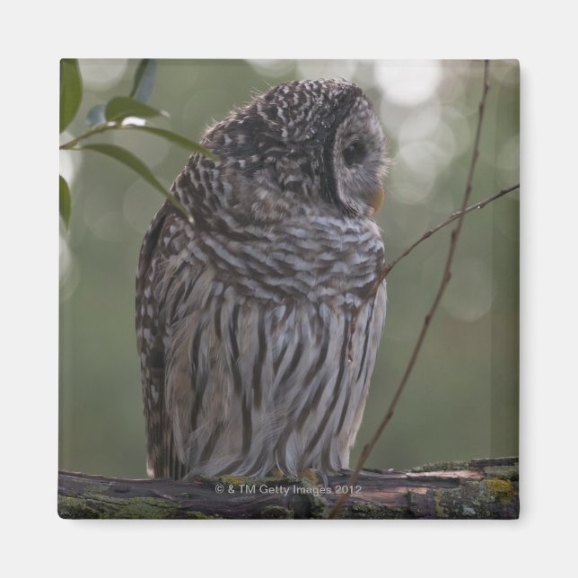 Imán Lechuza Barred Juvenil (Strix varia) 2 (Frente)