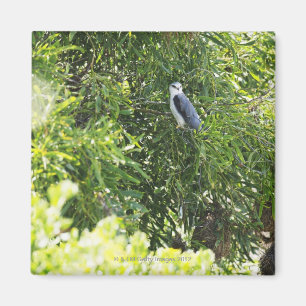 Imán Lechuza colgada en un árbol