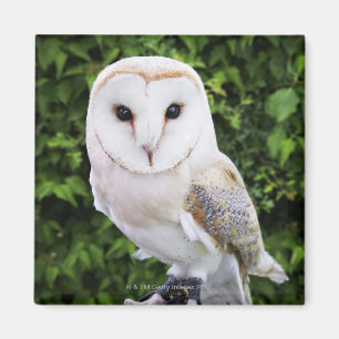 Imán Lechuza común (Tyto Alba) en guante