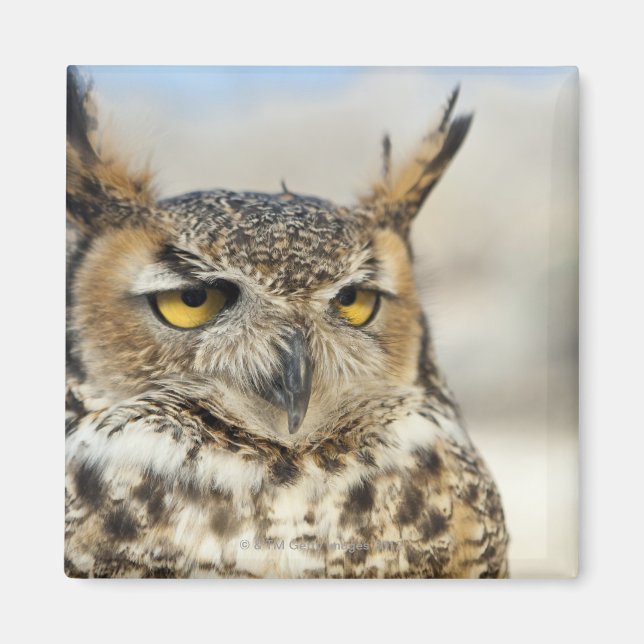 Imán Lechuza Cuerno Grande (Bubo virginianus) (Frente)