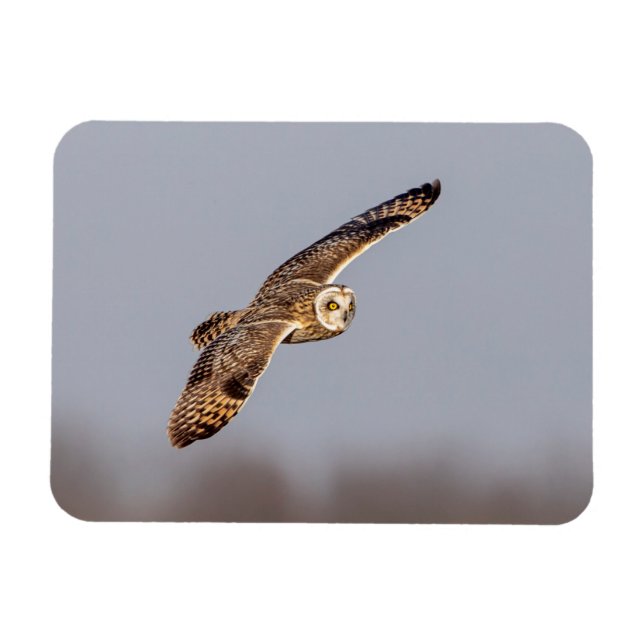 Imán Lechuza de corta duración en las praderas de Shawa (Horizontal)