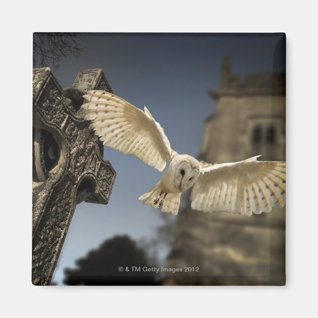 Imán Lechuza de granero (Tyto alba) en un cementerio en (Frente)
