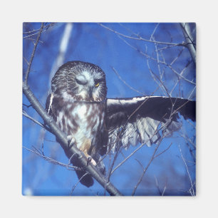 Imán Lechuza de invierno