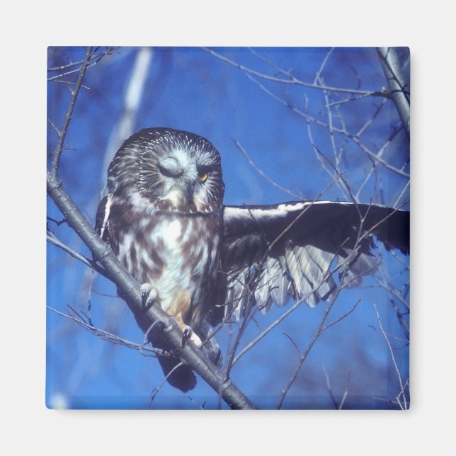 Imán Lechuza de invierno (Frente)