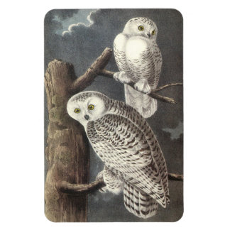 Imán Lechuza de nieve por Audubon