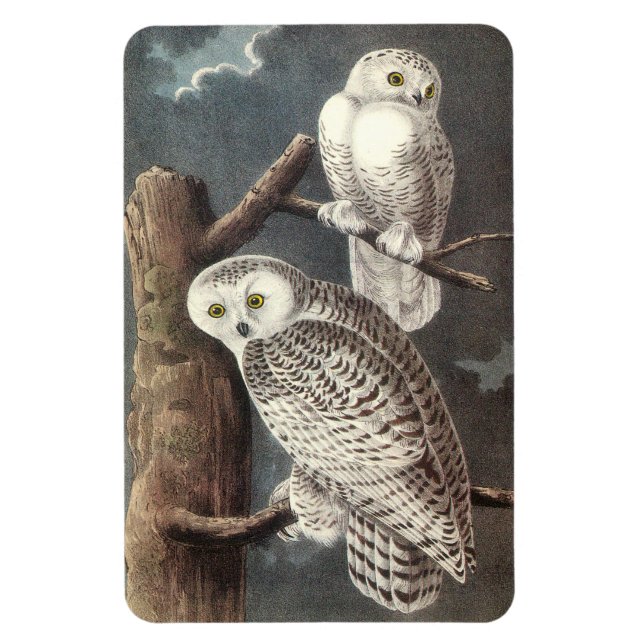 Imán Lechuza de nieve por Audubon (Vertical)