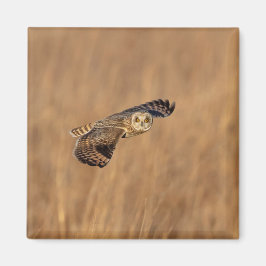 Imán Lechuza de orejas cortas en vuelo en los pastizale