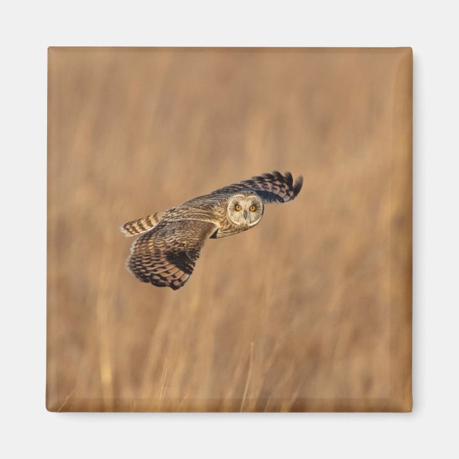 Imán Lechuza de orejas cortas en vuelo en los pastizale (Frente)