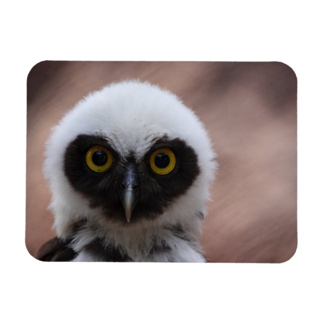 Imán Lechuza Espectacular (Horizontal)