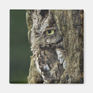 Imán Lechuza griega oriental Otus asio