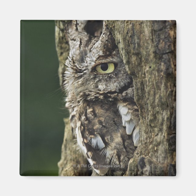 Imán Lechuza griega oriental Otus asio (Frente)