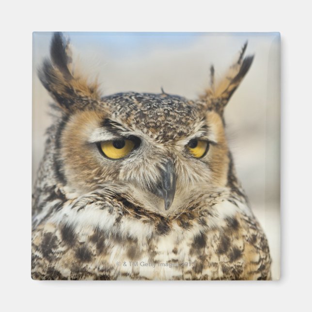Imán Lechuza Horn (Bubo virginianus) cautiva (Frente)