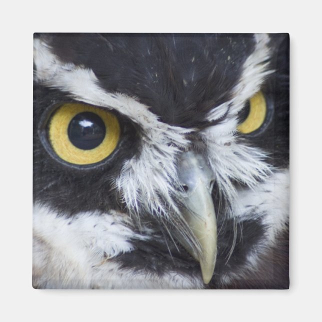 Imán Lechuza negra y blanca (Frente)