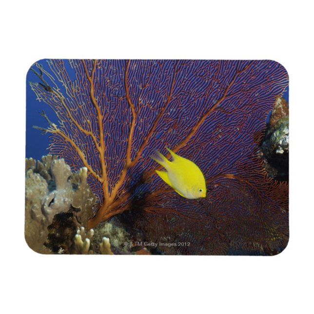 Imán Lemon damsel (Horizontal)
