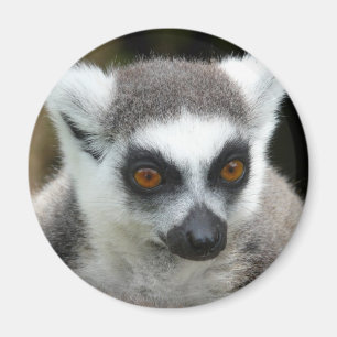 Imán Lemur