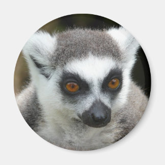 Imán Lemur