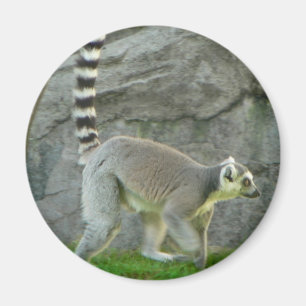 Imán Lemur