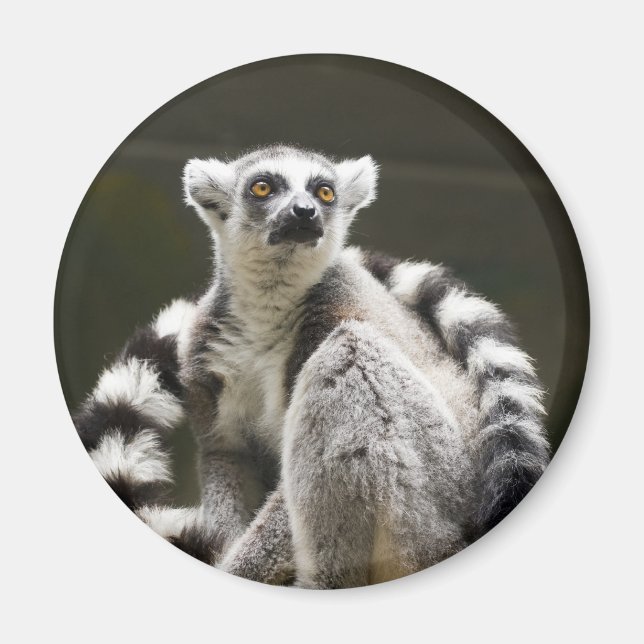 Imán Lemur (Frente)