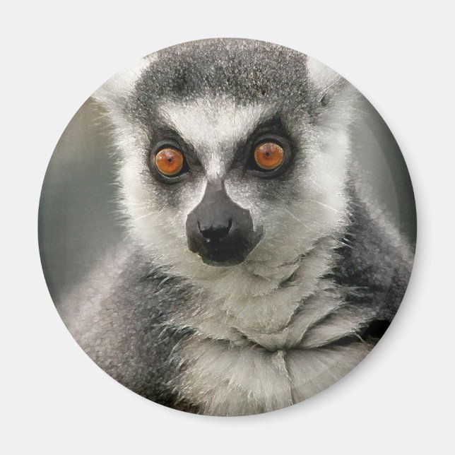 Imán Lemur (Frente)